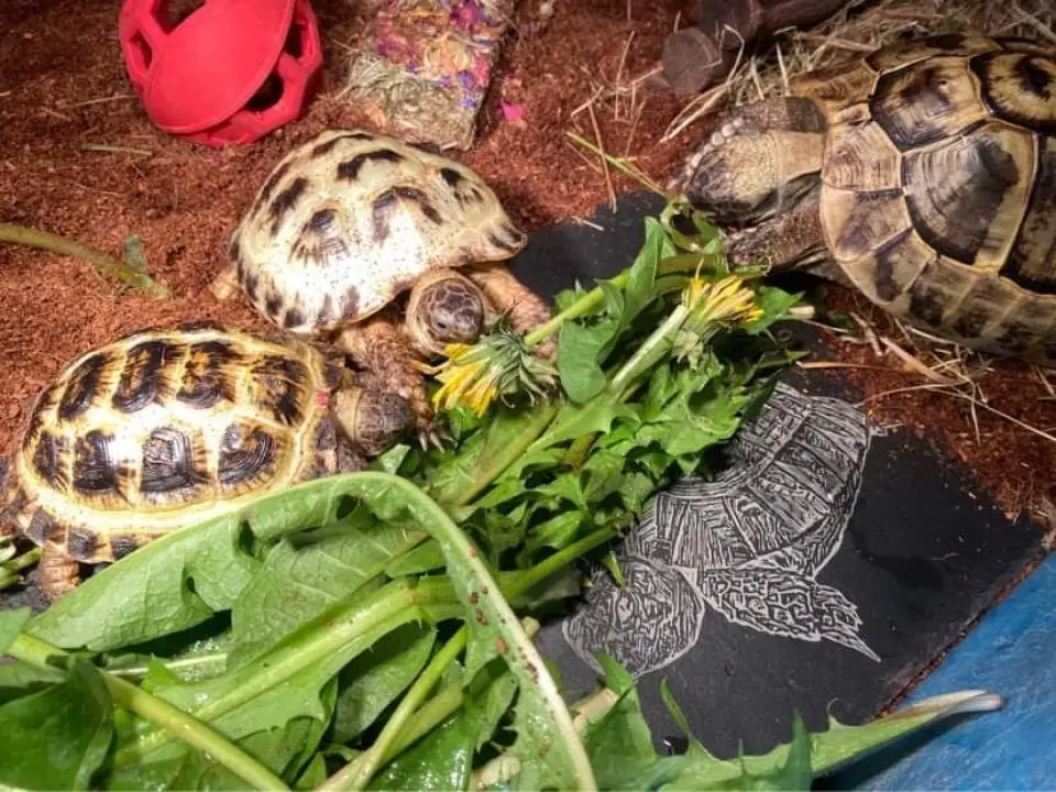 Personalised Tortoise - Natural Slate Basking / Feeding Stone